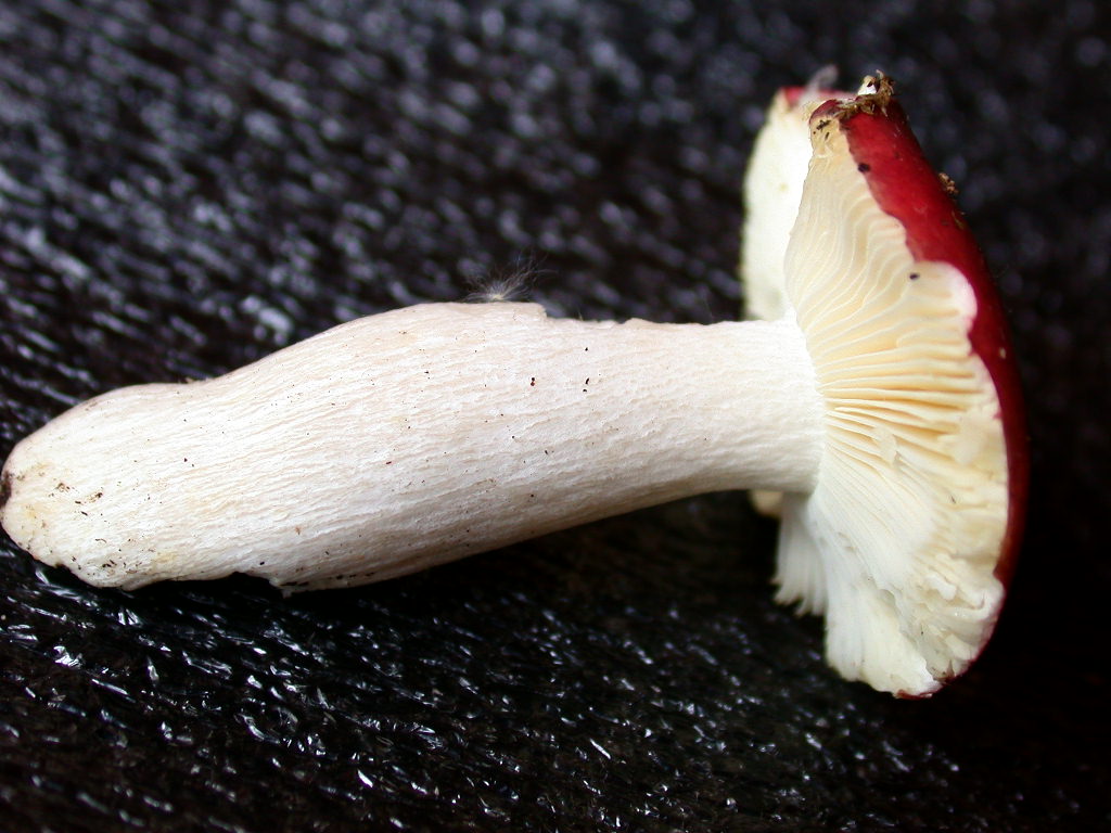 Russula N�1 ....